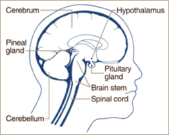 Brain spine surgeon in Aurangabad - Dr. Ganesh Rajput